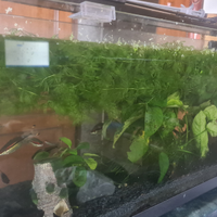 Pianta acquario dolce cabomba