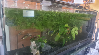 Pianta acquario dolce cabomba