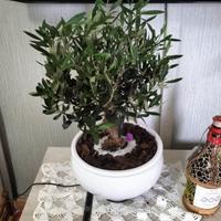 Bonsai di ulivo di 7anni