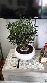 Bonsai di ulivo di 7anni