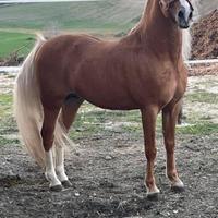 Pony Welsh Section B