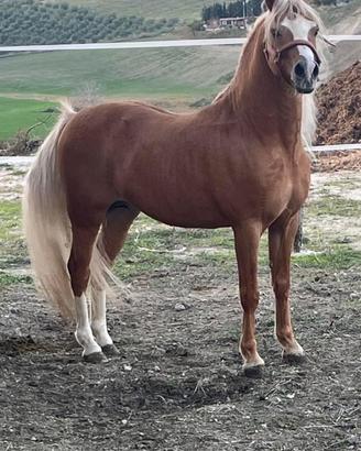 Pony Welsh Section B