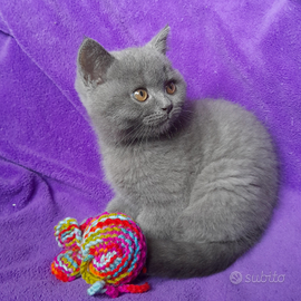 Cuccioli Scottish fold e Scottish straight