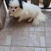 Spitz Tedesco Nano Particolor