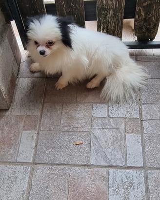 Spitz Tedesco Nano Particolor