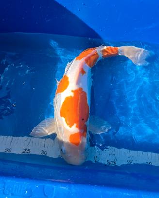 Carpa koi