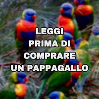 Pappagallo