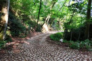 Terreno boschivo a polcenigo