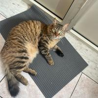 Birba gatta 2 anni