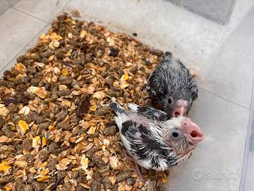 Calopsite allevate a mano