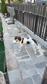Springer spaniel per MONTA