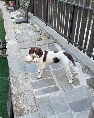 Springer spaniel per MONTA