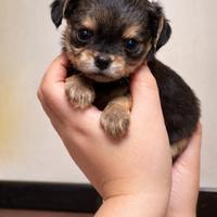 Cuccioli chihuahua