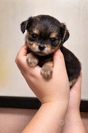 Cuccioli chihuahua