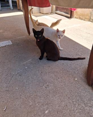 Gattini già svezzati mansueti
