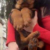 Rottweiler cucciolo maschio
