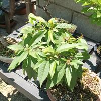 piante