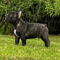 Bulldog francese