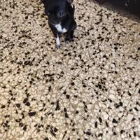Ftr chihuahua mini Toy con pedigree