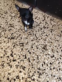 Ftr chihuahua mini Toy con pedigree