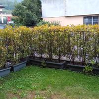 Siepe fotinia in vaso