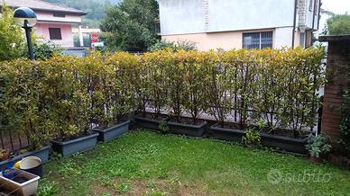 Siepe fotinia in vaso