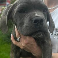 Cuccioli cane corso con pedigree Enci