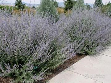 Perovskia pianta ("salvia russa")