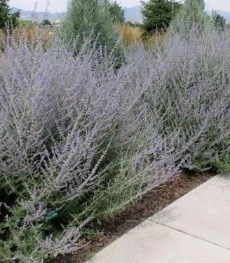 Perovskia pianta ("salvia russa")