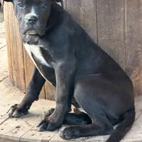 Cucciola cane corso