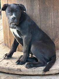 Cucciola cane corso