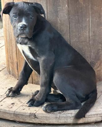 Cucciola cane corso