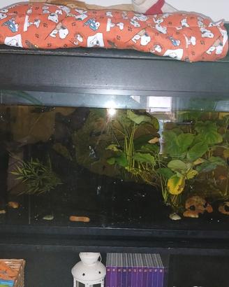 Acquario 180/200 lt