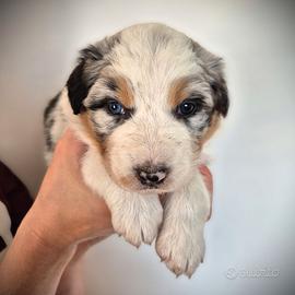 Cuccioli Australian Shepherd - Pastore Australiano
