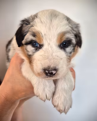 Cuccioli Australian Shepherd - Pastore Australiano