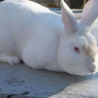 Femmine gravide a Forlì