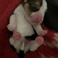 Cuccioli Beagle