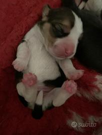 Cucciola Beagle