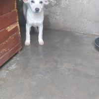 Cucciola in adozione