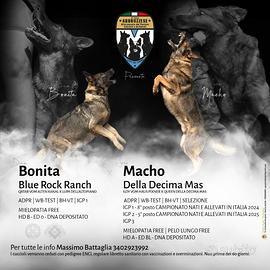 Pastore tedesco da lavoro