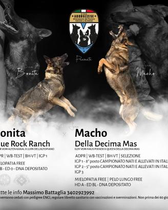 Pastore tedesco da lavoro