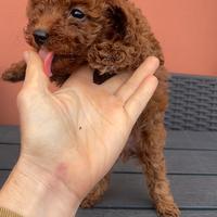 Piccolossimo toy red