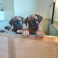 Cuccioli di bullmastiff