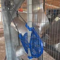 Ventola movimento aria stalla