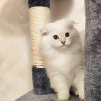 Gatti - Scottish Fold e Straight