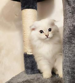 Gatti - Scottish Fold e Straight