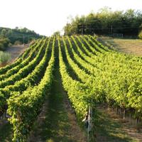 Vigneto in presa gestione