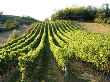 Vigneto in presa gestione