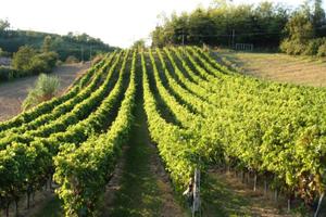 Vigneto in presa gestione