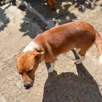 Recalo cagnolino di 2 anni